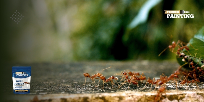 Ako zabrániť vniknutiu mravcov do vášho domu?